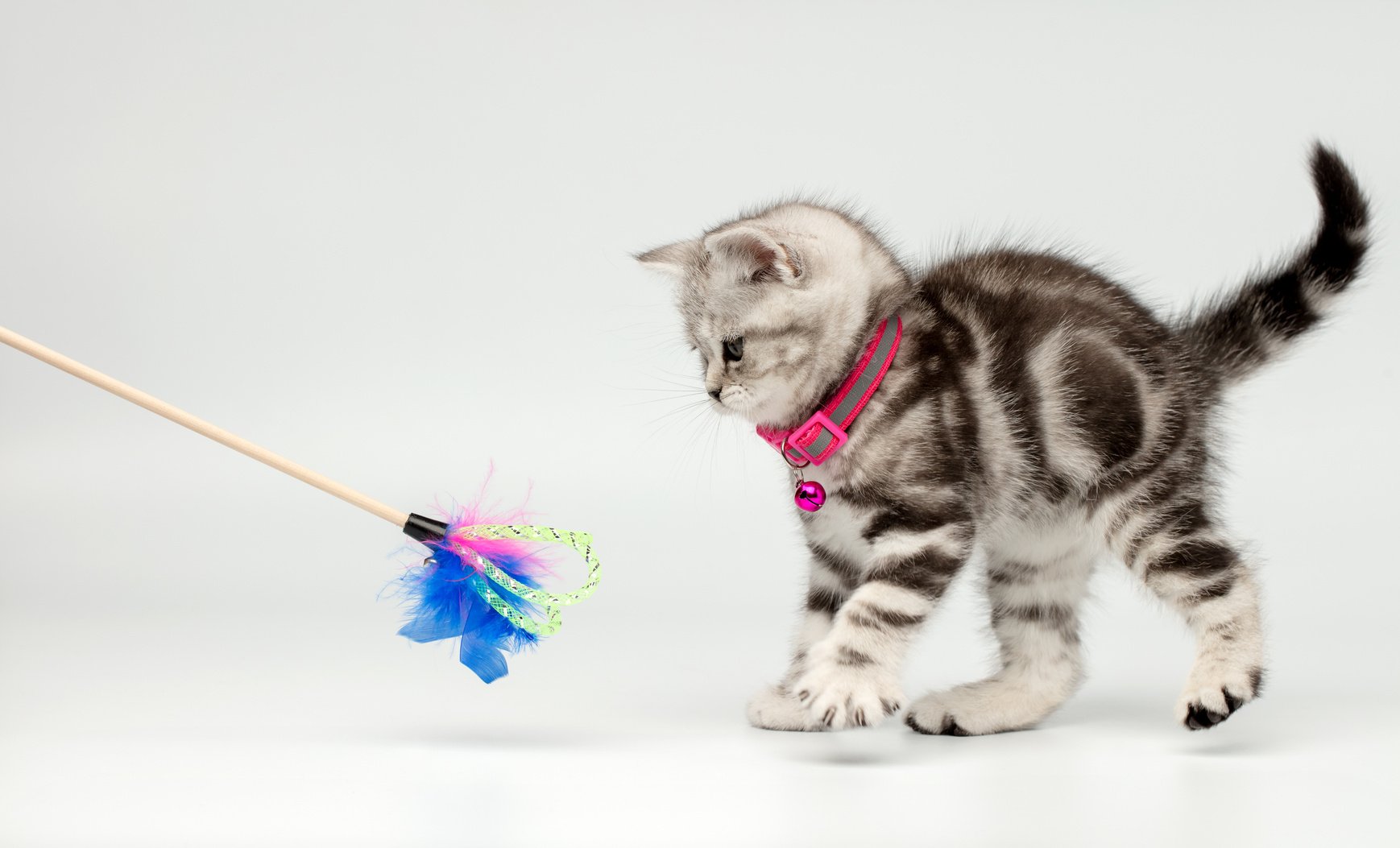 Pretty kitten (british shorthair) playing with a cat's toy