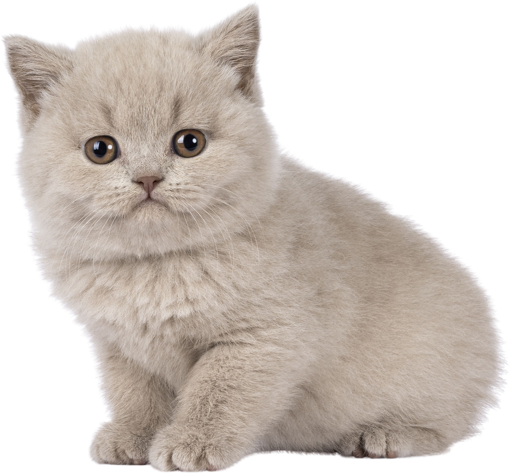 British Shorthair cat kitten on transparent background