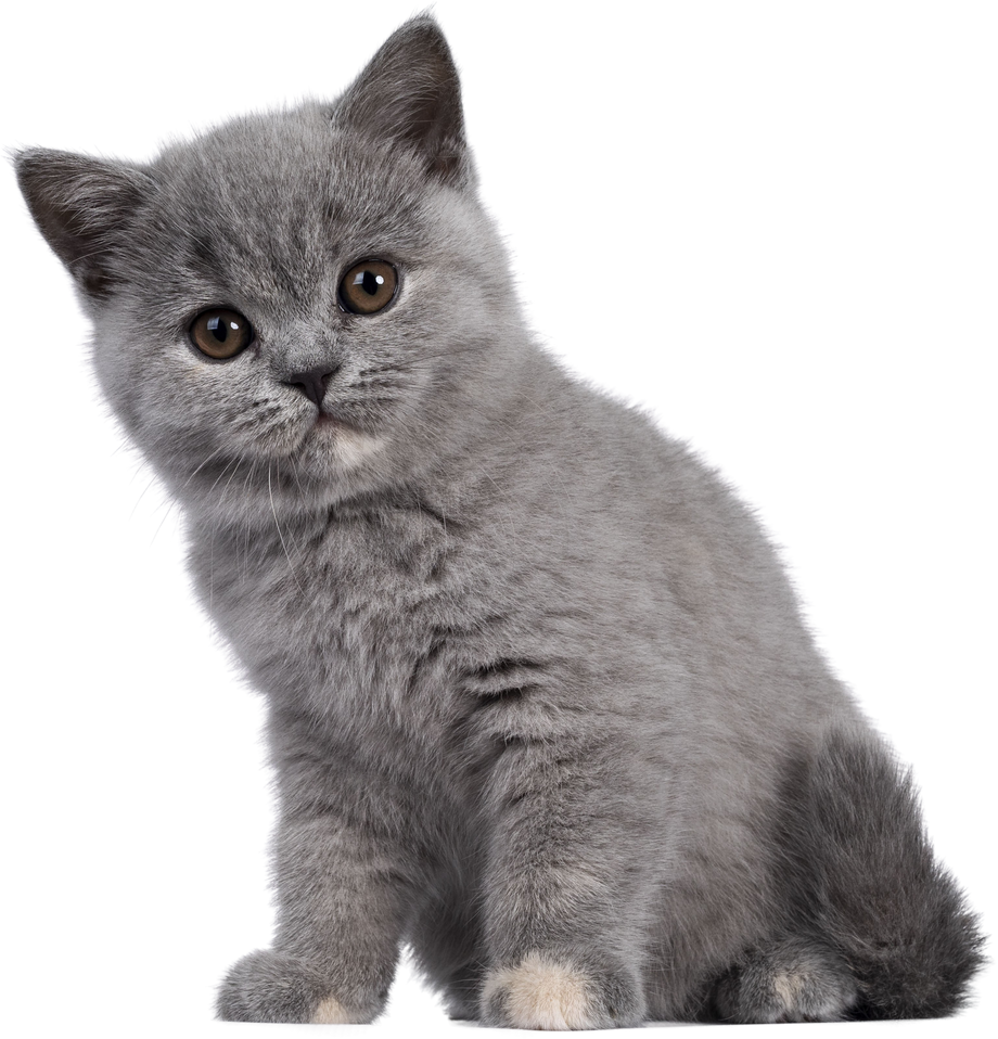 Blue tortie British Shorthair kitten on transparent